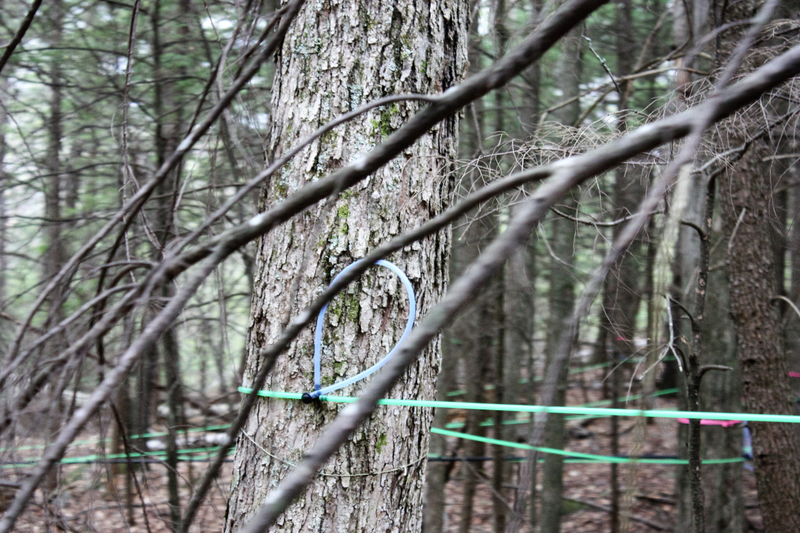 Someone had a hardcore maple sap operation going on either side of the trail. There must have been at least 100 trees tapped.